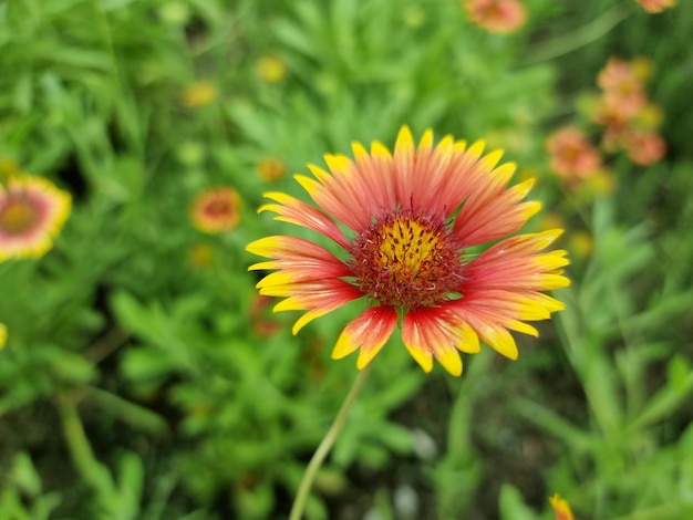 Flor Gaillardia en hojas verdes borrosas