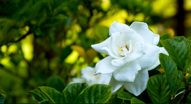 Flor de gardenia blanca en arbusto cerca de banner para sitio web