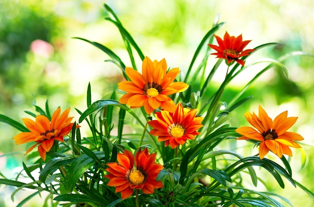 Flor de Gazania en un jardín.