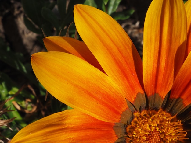 flor de gazania