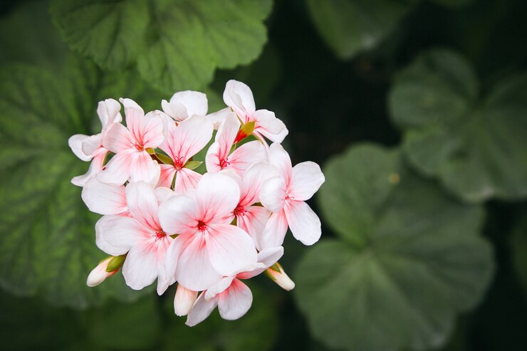 Flor de geranio de hiedra de ojo rojo blanco de precisión