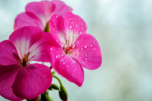 Flor de geranio rosa con gotas de rocío o agua en los pétalos Primer plano de plantas de interior sobre un fondo claro