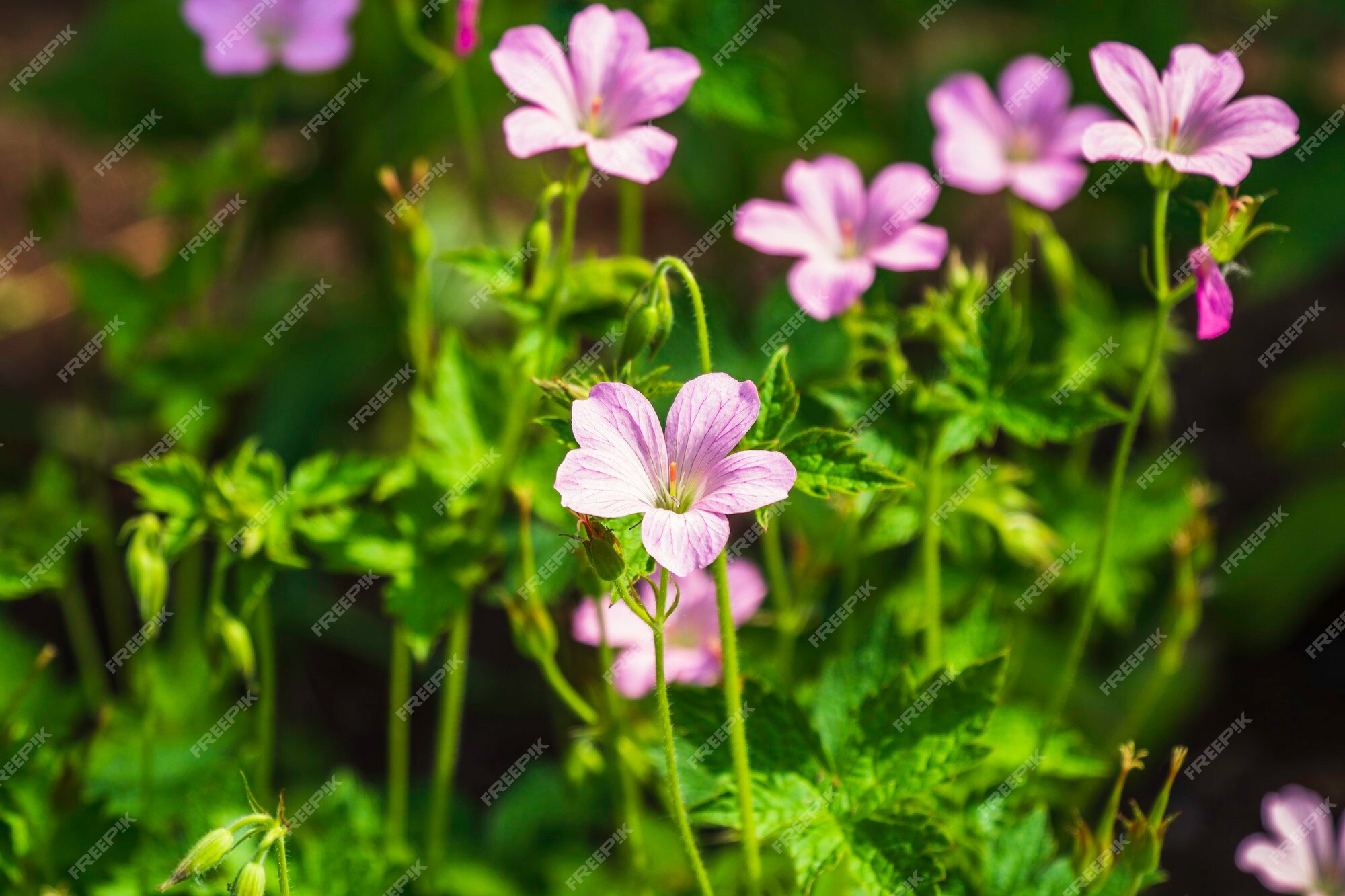 Flor de geranio rosa en el jardín en verano soleado | Foto Premium