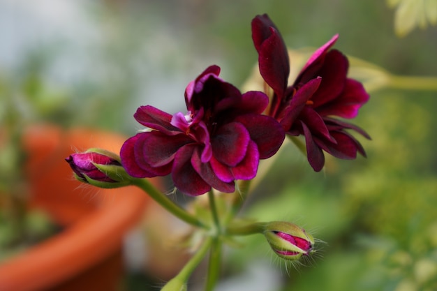 Flor de geranio rosa