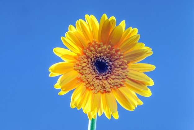 Flor de gerbera aislada sobre fondo neutro flor aislada sobre fondo neutro