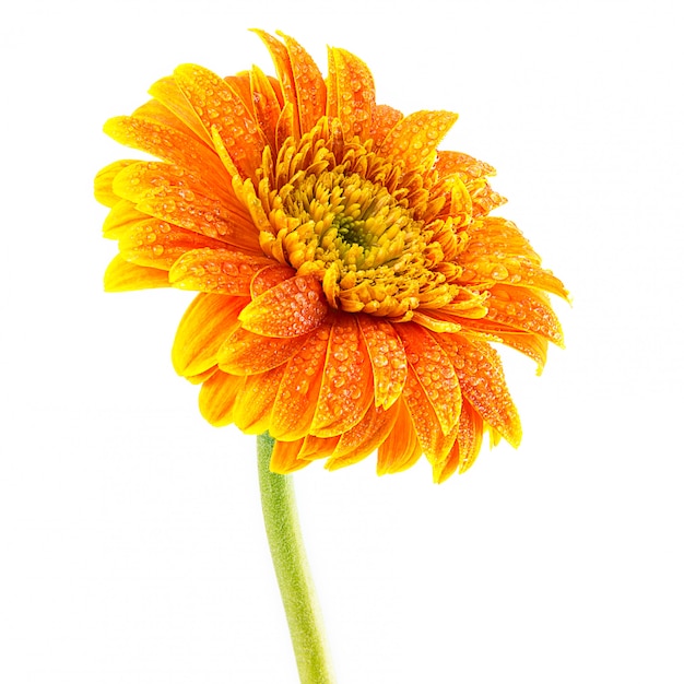 Flor de gerbera aislado