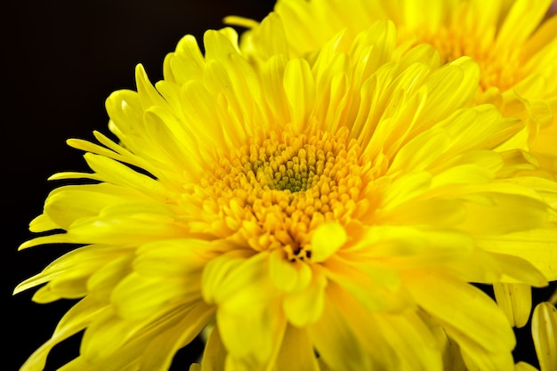 Flor gerbera amarela