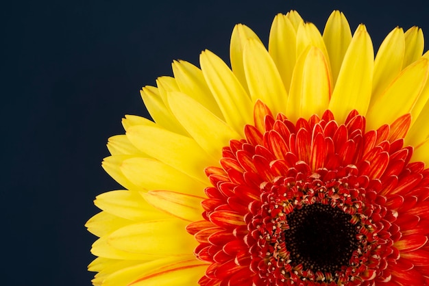 Flor de gerbera amarilla y roja aislada en negro