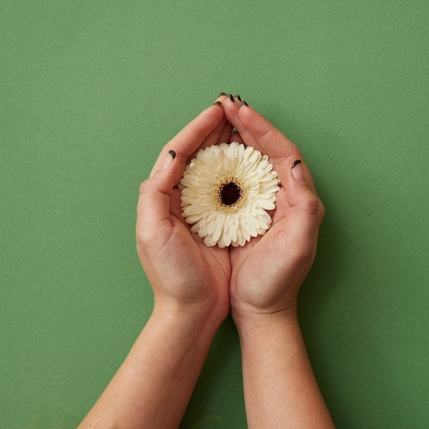 Una flor de gerbera blanca en manos de una mujer sobre un fondo de papel verde