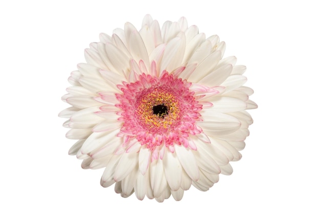 Flor de gerbera en blanco