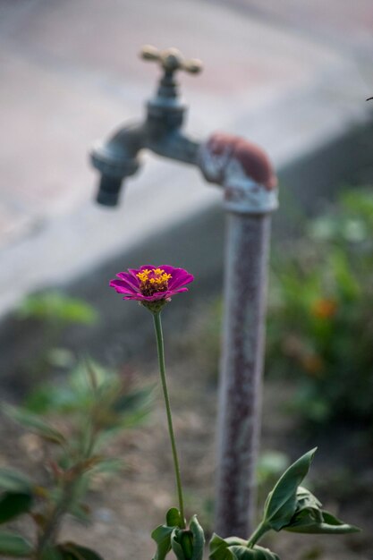 Foto la flor de gerbera en la casa de campo