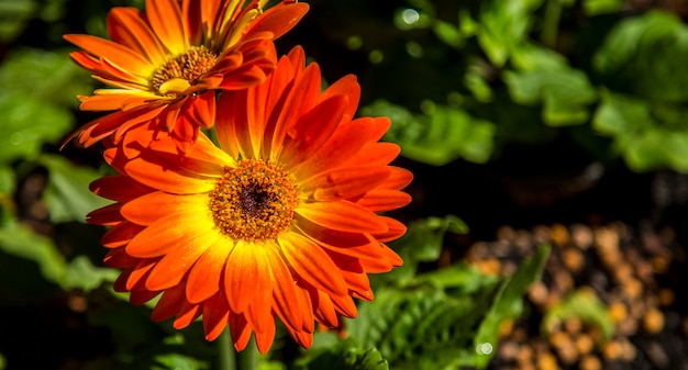 Flor de gerbera color de la planta