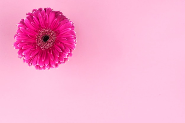 Flor de gerbera en color rosa con fondo del mismo color con espacio para texto