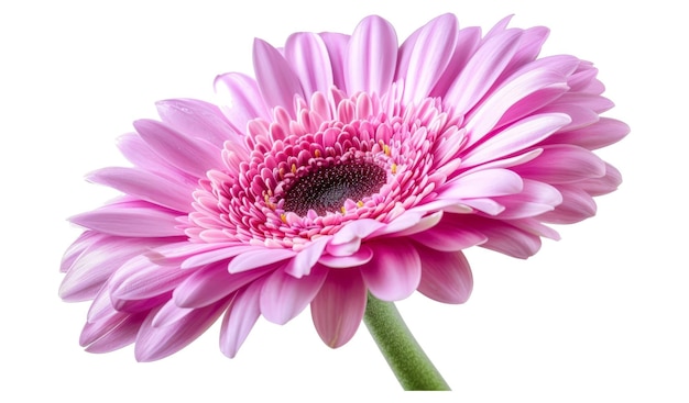 La flor de la gerbera de color rosa violeta