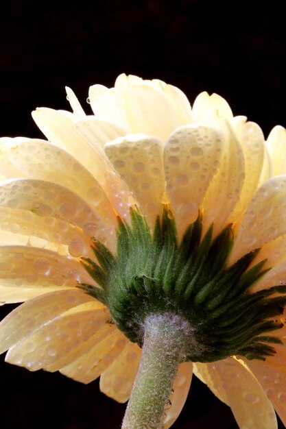 flor gerbera com gota de água