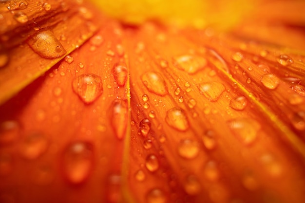 Flor Gerbera Cor Laranja Com Gotas De Água