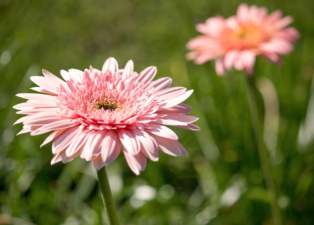 Flor Gerbera em um jardim