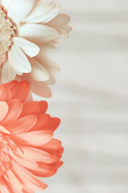 Flor gerbera floreciente de color rosa y blanco con copia espacio para el texto. Tarjeta de felicitación para deseos con el día de San Valentín, cumpleaños, boda. Formato vertical. Enfoque selectivo.