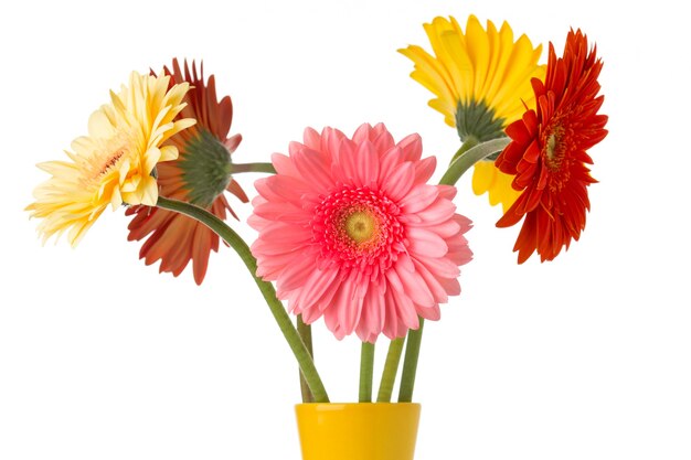 Flor de gerbera en el florero, fondo blanco aislado.