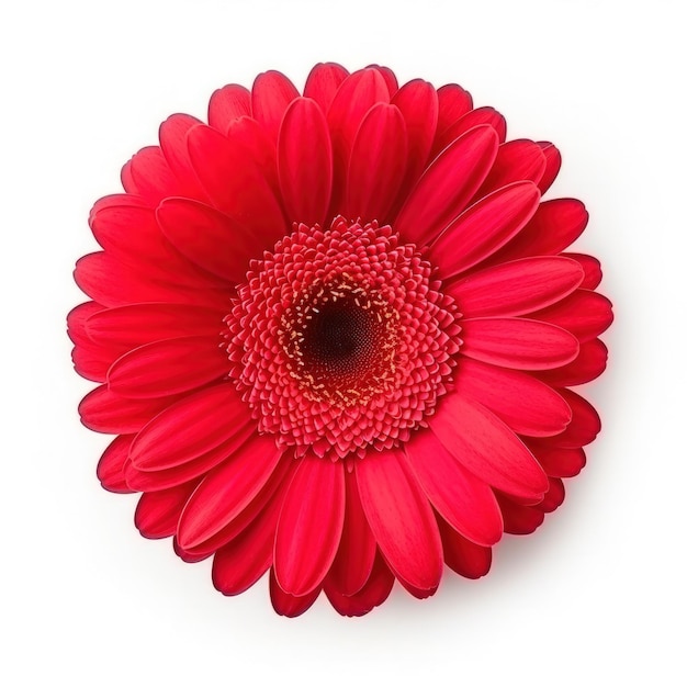 Flor Gerbera isolada Ilustração AI Generative