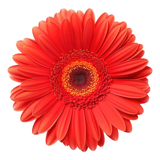 Flor Gerbera isolada Ilustração AI Generative