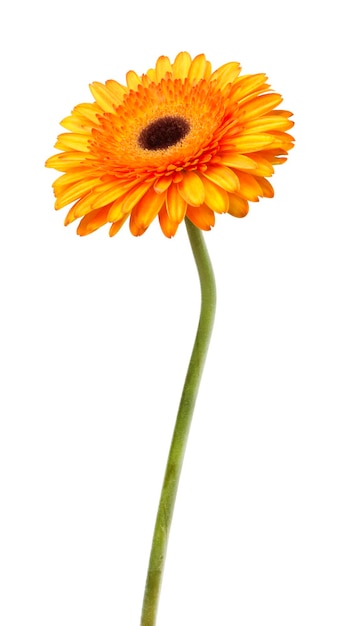 Flor gerbera laranja e amarela isolada no fundo branco