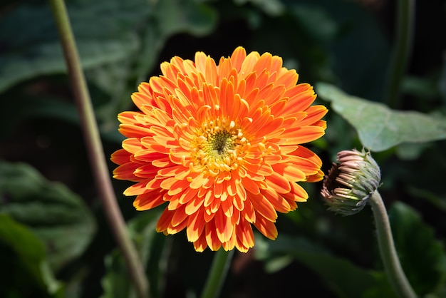 Flor gerbera laranja florescendo com luz do sol no jardim