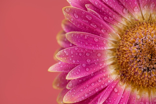 Flor de gerbera margarita rosa con gotas de agua