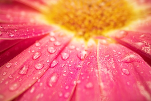 Flor de gerbera margarita rosa con gotas de agua