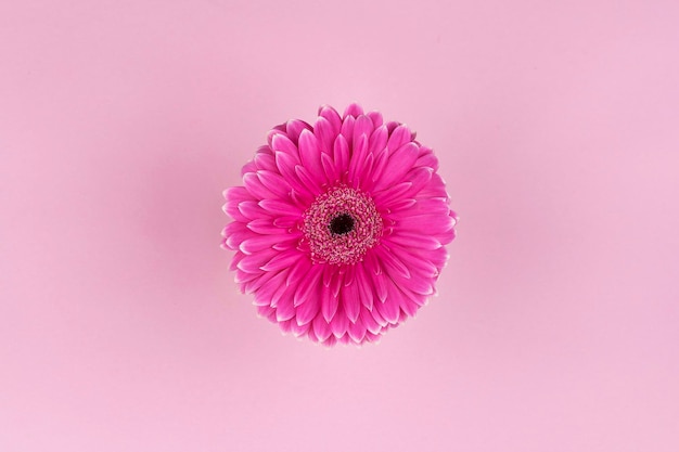 Flor gerbera na cor rosa com fundo da mesma cor de fundo com espaço para texto