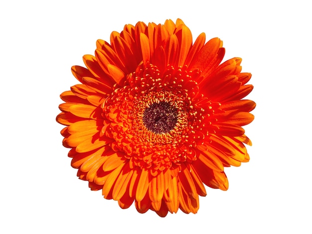 Flor de gerbera naranja aislar sobre un fondo blanco.