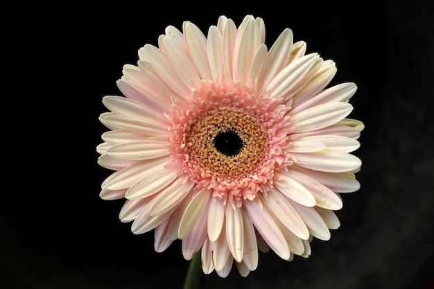 Flor de gerbera naranja claro Flor de gerbera rosa Macro enfoque selectivo