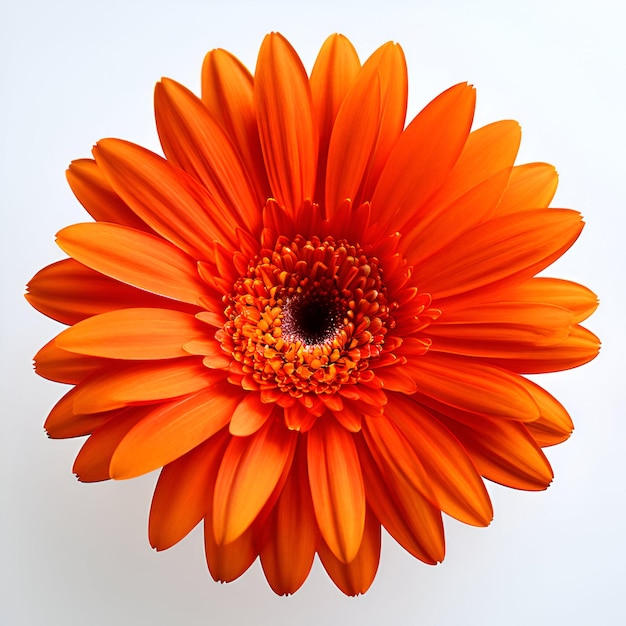 La flor de la gerbera naranja