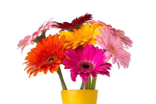 Flor gerbera no vaso, fundo branco isolado.