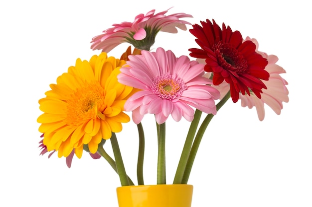 Flor gerbera no vaso, fundo branco isolado.