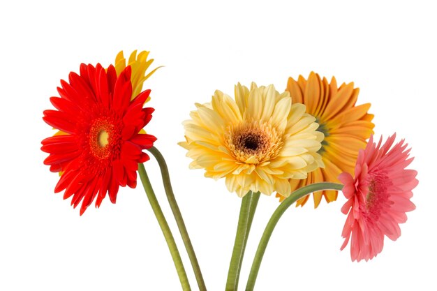 Flor gerbera no vaso, superfície branca isolada.