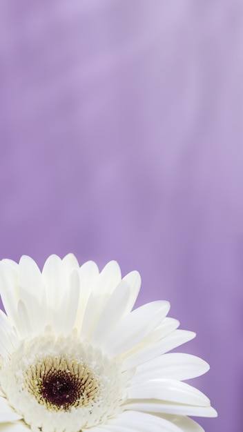 Flor de gerbera con pétalos blancos