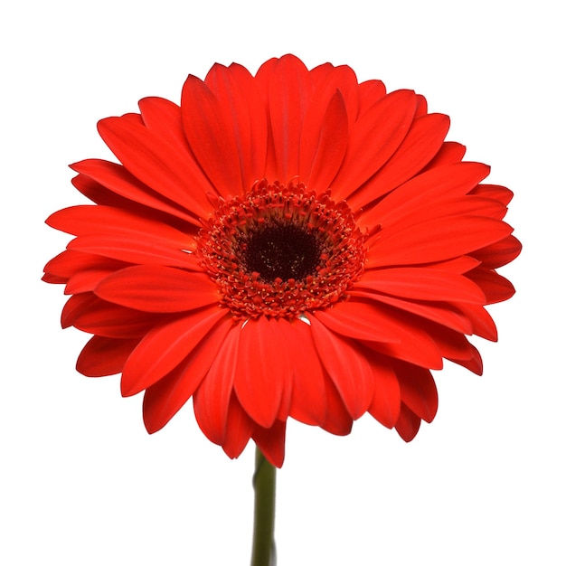 Flor de gerbera roja aislada sobre fondo blanco. Plano, vista superior