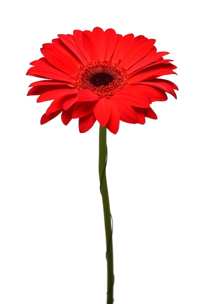 Flor de gerbera roja aislada sobre fondo blanco. Plano, vista superior