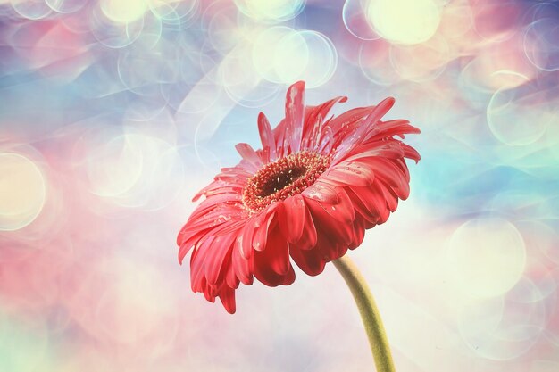 flor de gerbera roja / flor de verano hermosa roja, concepto de olor a aroma