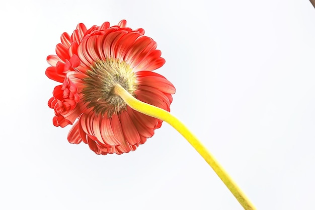 flor de gerbera roja / flor de verano hermosa roja, concepto de olor a aroma