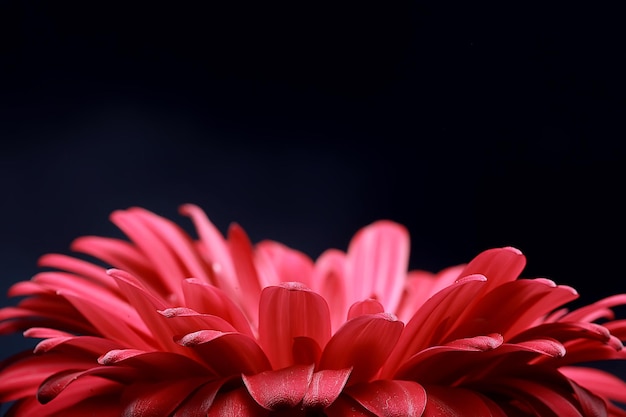 flor de gerbera roja / flor de verano hermosa roja, concepto de olor a aroma