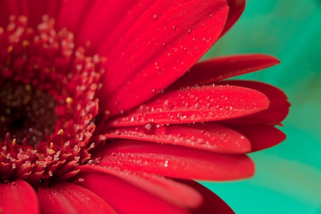 Flor de gerbera roja con gotas de agua. Macro de Margarita roja con gotas de agua sobre los pétalos sobre fondo verde