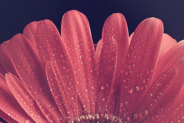 flor de gerbera roja / hermosa flor roja de verano, concepto de olor a aroma