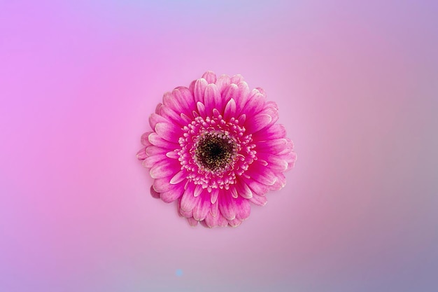 Una flor de gerbera roja sobre un fondo rosa