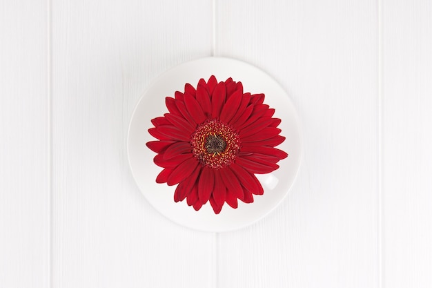 Flor de gerbera roja en taza y salsa sobre mesa de madera blanca. De cerca.