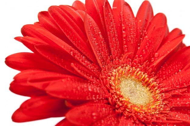 Foto flor de gerbera roja