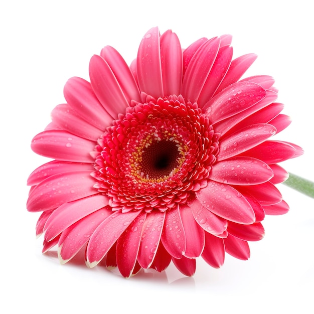 Flor de gerbera rosa aislada sobre fondo blanco generar ai