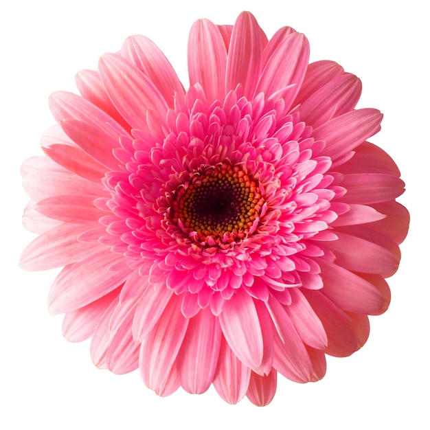 Foto flor de gerbera rosa aislada sobre fondo blanco vista superior plana