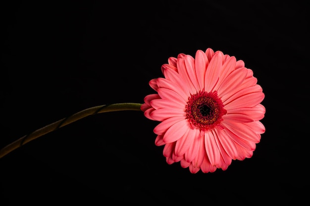 Flor de gerbera rosa aislada sobre fondo negro